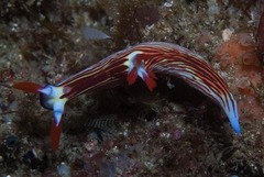 Nembrotha aurea