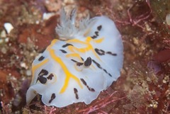 Halgerda dichromis