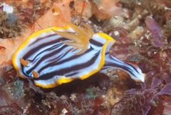 Chromodoris helium