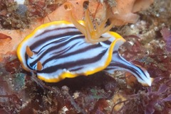 Chromodoris helium
