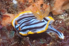Chromodoris helium