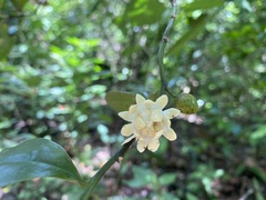 Eupomatia laurina