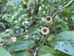Eupomatia laurina