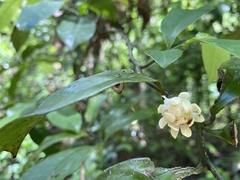 Eupomatia laurina