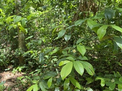Eupomatia laurina
