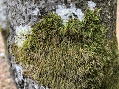 Pterigynandrum filiforme