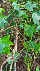 Passiflora aurantia aurantia