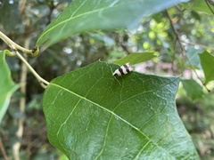 Zonopetala divisella