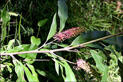 Grevillea barklyana