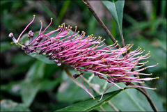 Grevillea barklyana