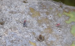 Hesperolabops gelastops