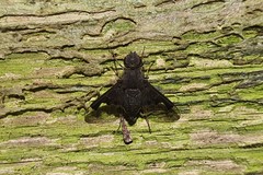 Anthrax dolabratus