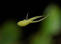 Cetratus rubropunctatus