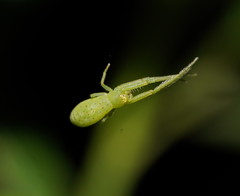 Cetratus rubropunctatus