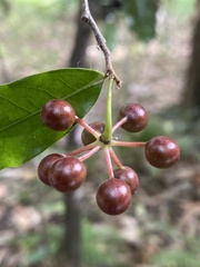 Polyalthia suberosa