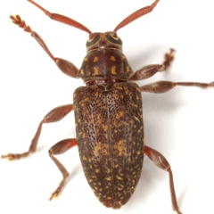 Atrypanius irrorellus