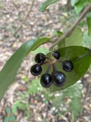 Polyalthia suberosa