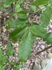 Polyalthia suberosa