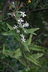 Olearia rugosa
