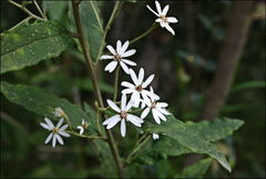 Olearia rugosa