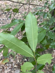 Polyalthia suberosa
