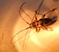 Stenellipsis bimaculata