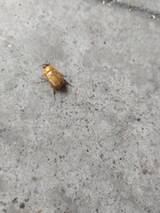 Cyclocephala lunulata