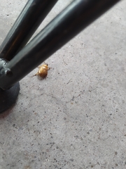 Cyclocephala lunulata