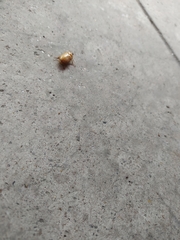 Cyclocephala lunulata