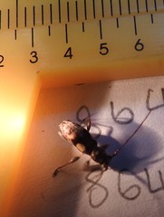 Stenellipsis bimaculata