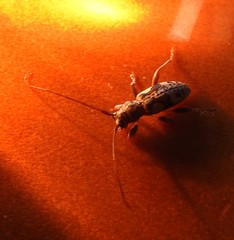 Stenellipsis bimaculata