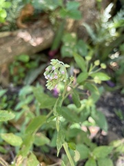 Cyanthillium cinereum