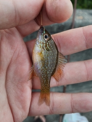 Lepomis marginatus