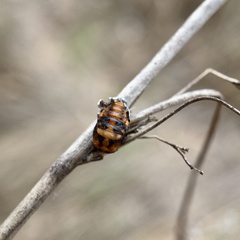 Coccinella transversalis