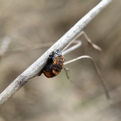 Coccinella transversalis