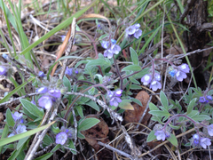 Phacelia breweri