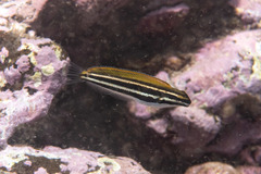 Petroscirtes fallax