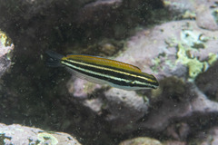 Petroscirtes fallax