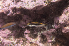 Petroscirtes fallax