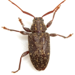 Atrypanius irrorellus