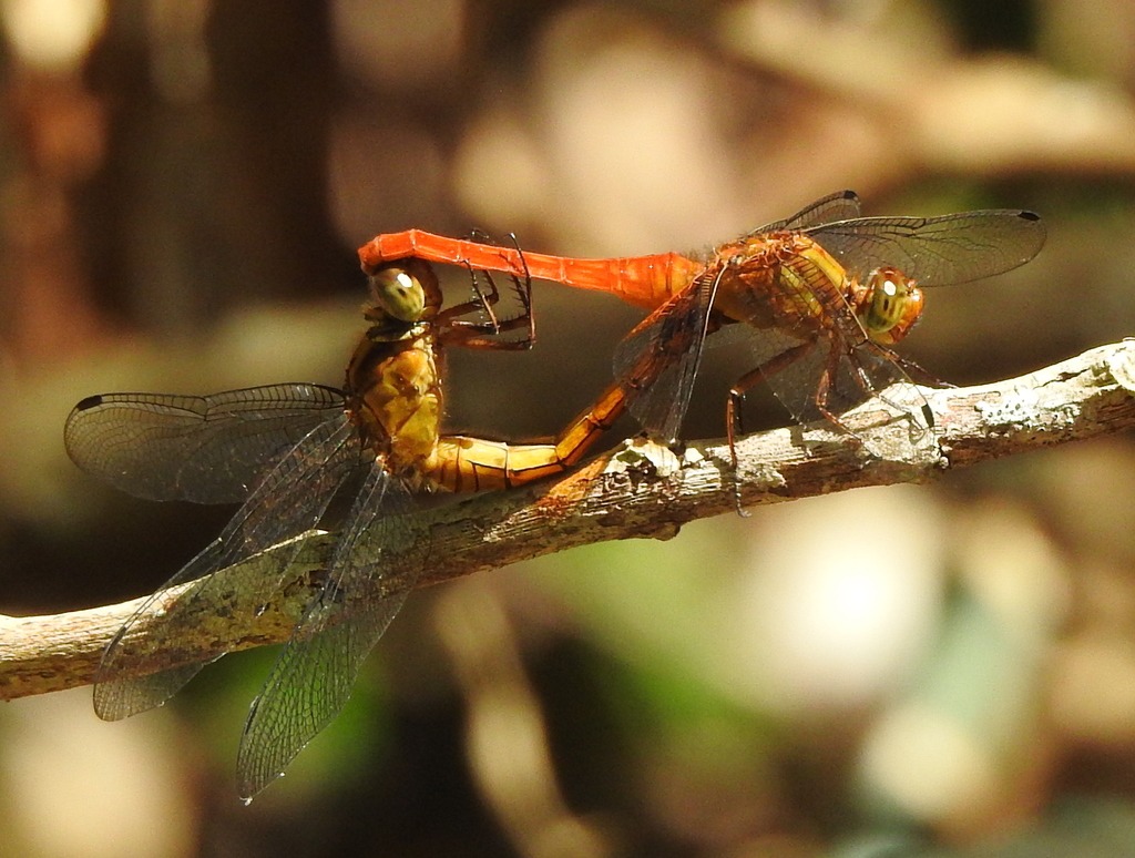 Orange Skimmer