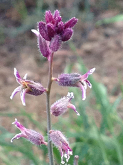 Streptanthus hispidus