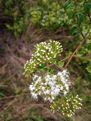 Austroeupatorium