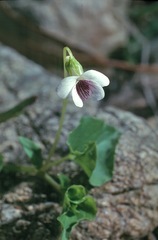 Viola caleyana
