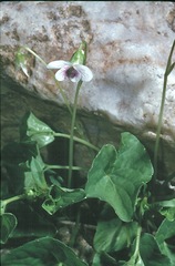 Viola caleyana