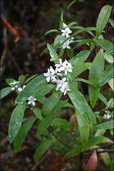 Philotheca myoporoides