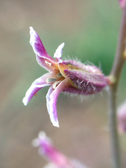 Streptanthus hispidus