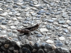 Pseudoxya