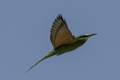Merops persicus