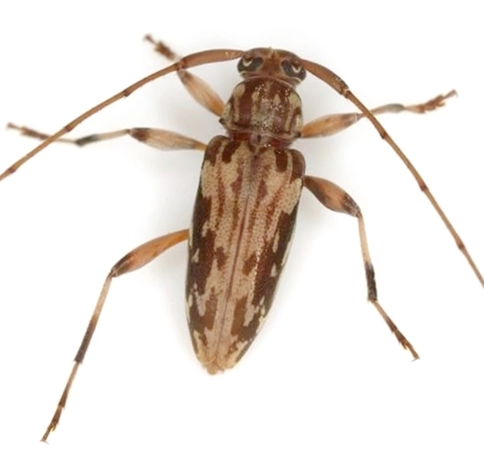 Lepturges infilatus
